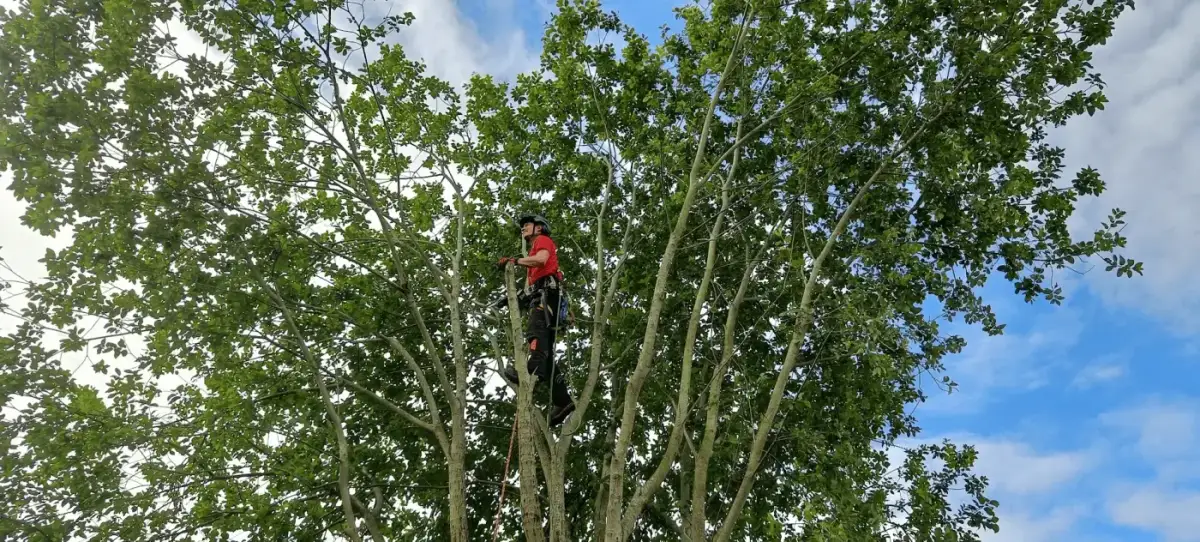Rope Tree
